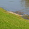 Gator in Creek 2005