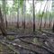 Горелый лес. Burnt forest