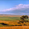 Дерево на холме (Tree on the hill)