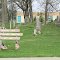Elsie Village Cemetery Duplain Twp.