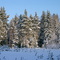 Winter wood at-27 on Celsius