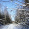 Лесная дорога