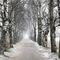 Birch alley | Березовая аллея
