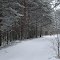 Forest Road