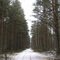 Shungerovsky Forest (Шунгеровский лесопарк)