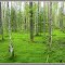 Emerald swamp. In the forest near Vytegra / Изумрудное болото. В лесу под Вытегрой