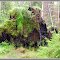 "Там чудеса, там леший бродит..." /  "There's miracles, there's it wanders wood goblin ..."