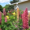 Lupines & Other Flowers