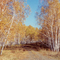 Birchwood