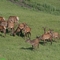 Marale im Altai
