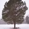 Одинокая крона / The lonely limb of tree
