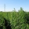 Cannabis ruderalis
