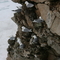 Kittiwake colony on Sredny Island