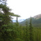 Denali Woods