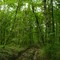 Waldweg