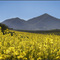 Вид на Бештау сквозь желтые цветы - View at Beshtau through yellow flowers
