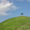 Single Tree