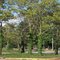 Viney Trees