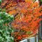 Colors of Autumn in Concord St. in Lynbrook, NY