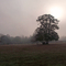 Naturally Sepia Dawn