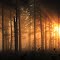 Sunrise in Tall Firs