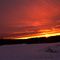 red sunster