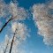 Frosty Trees