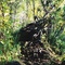 Root Trail