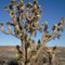 Early 2010 Blooms Of Yucca Brevifolia (Joshua Tree)