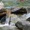 Big Laurel Creek, Madison County, NC