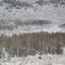 Moose in Kelly Park 11/23/10