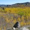 Aspen colors along eastern shore of Fremont Lake, WY