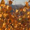 Fall aspen leaves along shore of Fremont Lake, WY