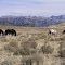 Horses grazing near Soda Lake, Pinedale, WY
