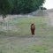 High Ridge Ranch