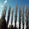 Poplars