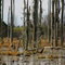 Swamp- Hartford, AL
