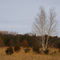Birch Tree, Rum River Central Regional Park, Ramsey, Minnesota