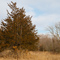 Cedar Tree, Rum River Central Regional Park, Ramsey, Minnesota