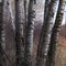 Aspen Trunks, Ramsey, Minnesota