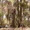 Nature Walk, Fort Toulouse, Alabama