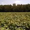 Cotton field in summer heat