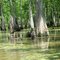 Lungo il Bayou