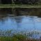 Gators in Bayou Sauvage NWR