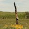 wild flowers in Montana, US