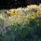 Wildflowers