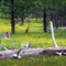 Sandhill Crane, Aspen Ridge, Klamath County, Oregon