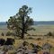 Juniper on rim above Barnes Valley