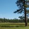 pine and meadow in Fremont National Forest