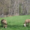 Virginia Donkeys